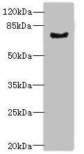 LRRN3 Antibody (PACO41618)