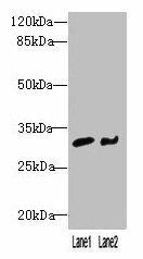 NIT2 Antibody (PACO41682)