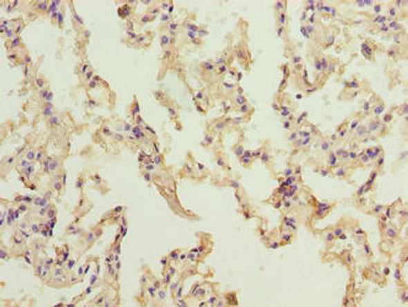 NINJ2 Antibody (PACO42002)