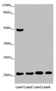 MOCS2 Antibody (PACO45565)