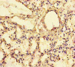 EXPH5 Antibody (PACO46918)