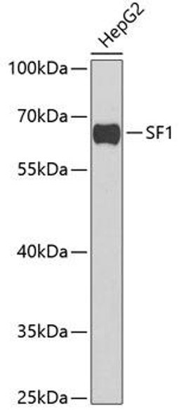 Anti-SF1 Antibody (CAB6424)