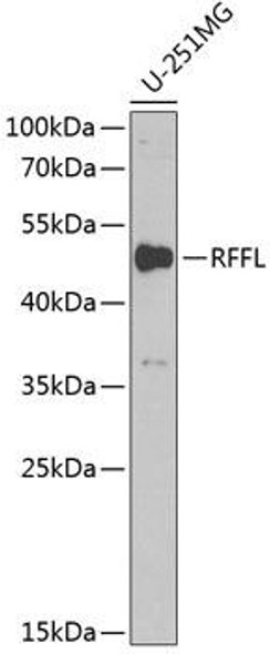 Anti-RFFL Antibody (CAB6489)