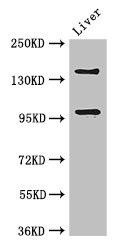PHLDB2 Antibody (PACO48678)
