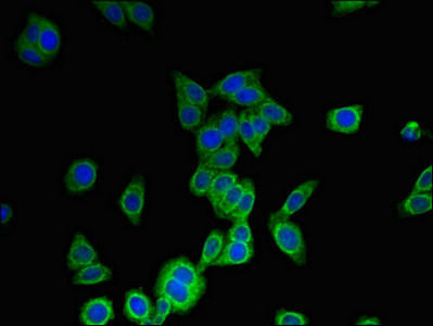 MS4A6A Antibody (PACO48750)
