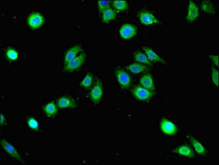 GRHL3 Antibody (PACO49258)