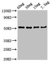 D8L Antibody (PACO50290)
