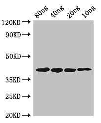pepF Antibody (PACO50330)