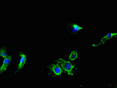 MYBPH Antibody (PACO50534)