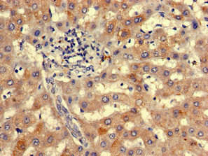 NIPBL Antibody (PACO50678)