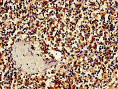 BBX Antibody (PACO50866)