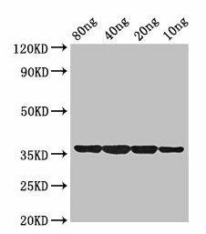 dps Antibody (PACO52138)