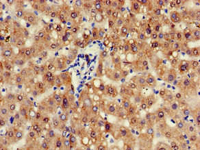 ZFAND6 Antibody (PACO52446)