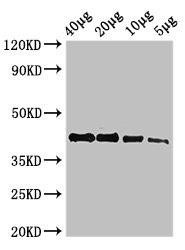 actba Antibody (PACO52510)