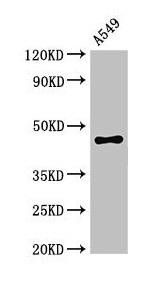 PHAX Antibody (PACO52738)