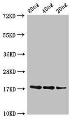 B1 Antibody (PACO52838)