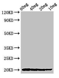THI2.1 Antibody (PACO53810)