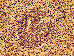 AAGAB Antibody (PACO54134)