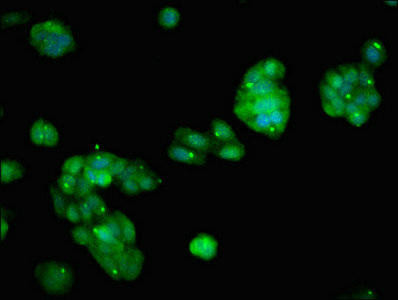 PARP14 Antibody (PACO54510)