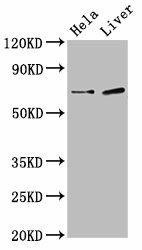 SSX2IP Antibody (PACO56270)