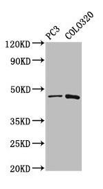 CAPS2 Antibody (PACO57436)