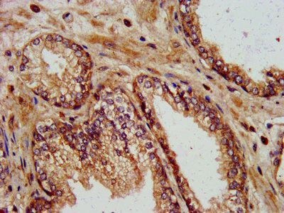 KIF13B Antibody (PACO57496)