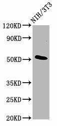 ODR4 Antibody (PACO59117)