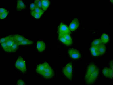 LCE3C Antibody (PACO59121)