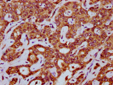 MEGF8 Antibody (PACO59193)