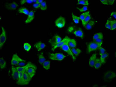 RAB40AL Antibody (PACO59876)