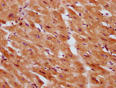 SERF1A Antibody (PACO59884)