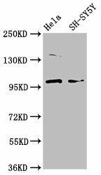 PDE6C Antibody (PACO59952)