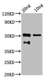 tp63 Antibody (PACO60909)