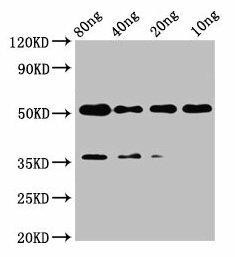 met Antibody (PACO61346)