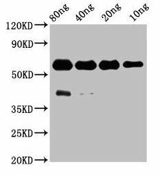 ptprsa Antibody (PACO61350)