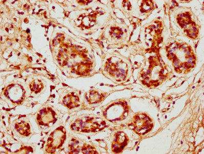 CDK3 Antibody (PACO61514)