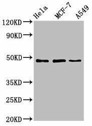 LCOR Antibody (PACO61666)