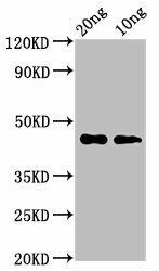 cas3 Antibody (PACO61750)