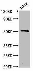 zot Antibody (PACO61822)