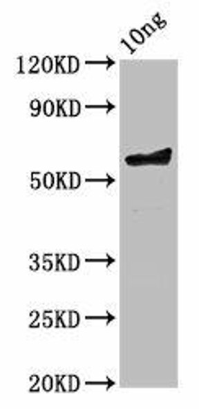 ompA Antibody (PACO61838)