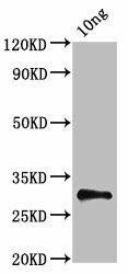 NS Antibody (PACO61854)