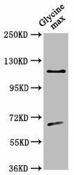CESA4 Antibody (PACO62055)