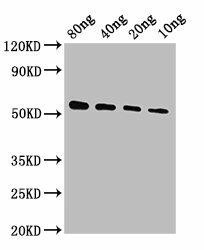 VP40 Antibody (PACO62211)