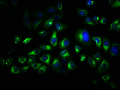 TRO Antibody (PACO62391)