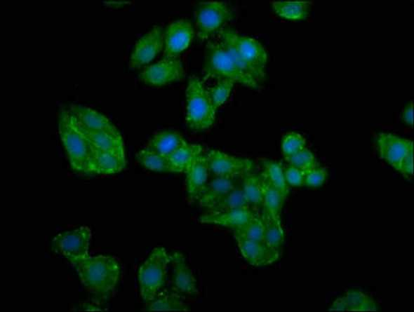 GIMAP4 Antibody (PACO62627)