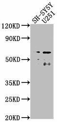 CSRNP3 Antibody (PACO63479)