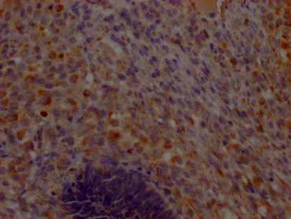 CHCHD5 Antibody (PACO64195)