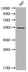 MROH8 Antibody (PACO64307)