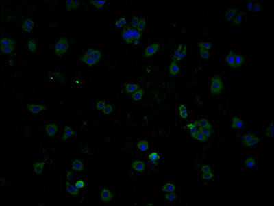 PLPPR1 Antibody (PACO64471)