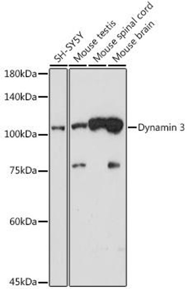 Anti-Dynamin 3 Antibody (CAB19260)